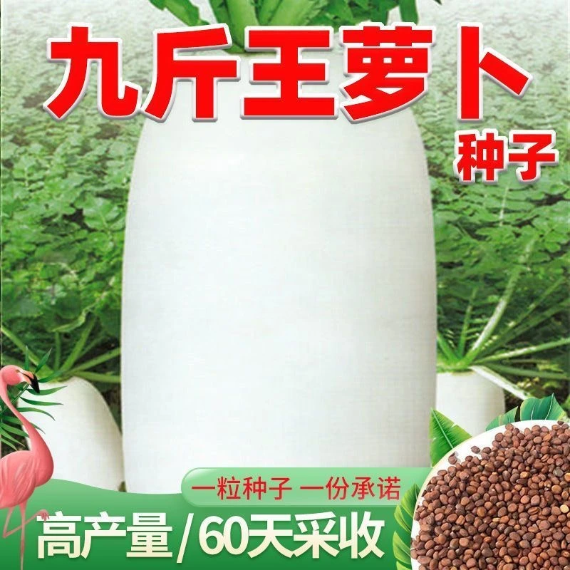 白萝卜种籽大全九斤王特大萝卜种子白皮樱桃萝卜秋季四季蔬菜种孑