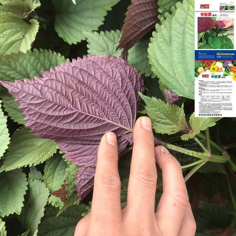 紫苏种子种籽孑苗盆栽可食用苏子紫苏叶籽四季种植菜蔬菜苏子叶大
