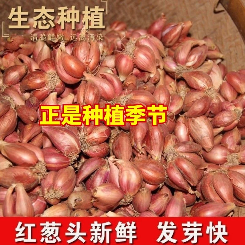 四季香葱红葱头新鲜葱头火葱盆栽正宗农家蔬菜批发新鲜小葱食用