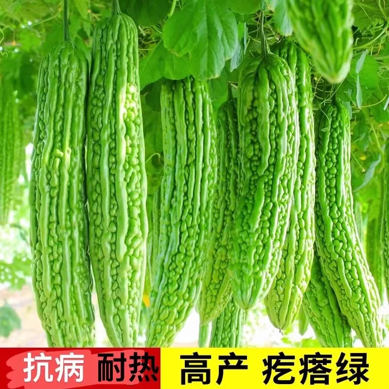 绿苦瓜种子长绿苦瓜疙瘩绿四季特大抗病秋播四季长青苦瓜蔬菜种子