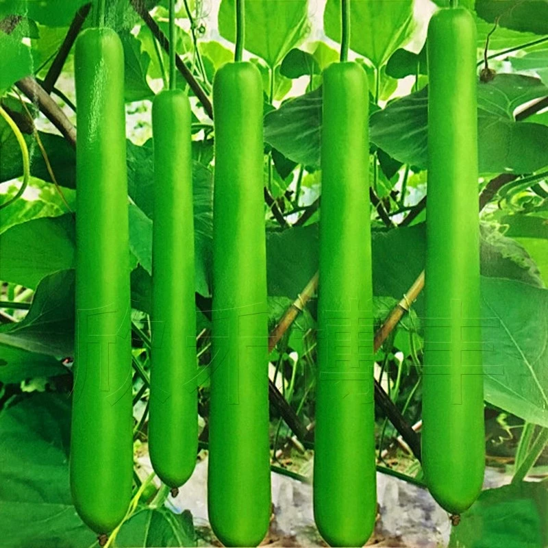 清香嫩瓠子瓜种子高产早熟蒲瓜长瓠瓜春夏秋季菜葫芦籽庭院爬藤菜