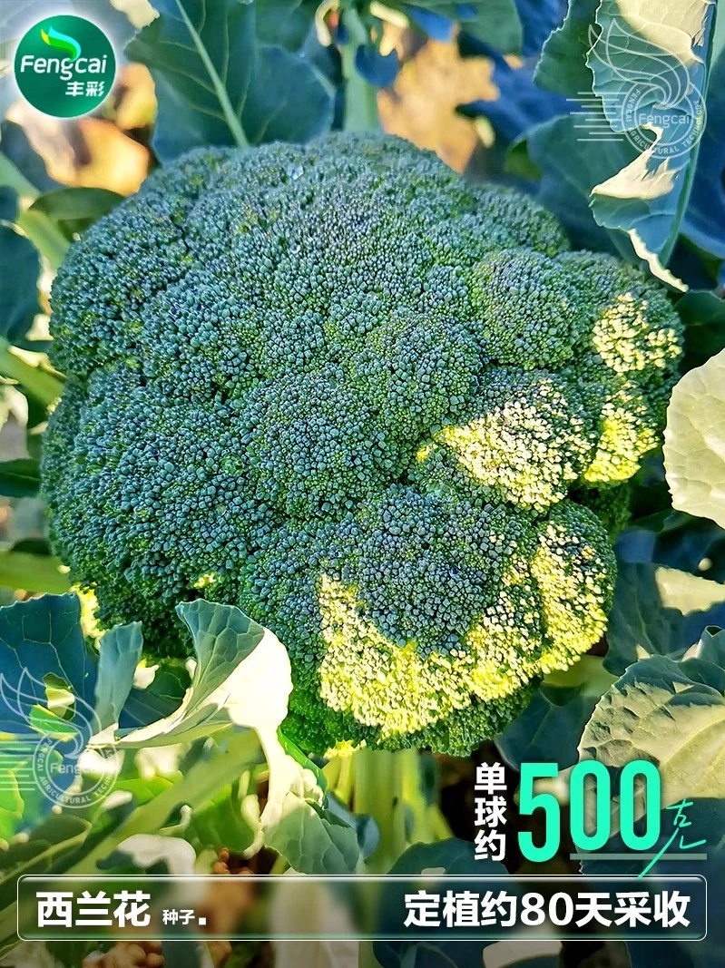 西兰花西蓝花种子 子莱籽秋后四季南方阳台种植有机蔬菜种籽种孑