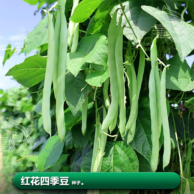 四季红花四季豆角种籽子大全种子夏季阳台盆栽种植种 子蔬菜籽种