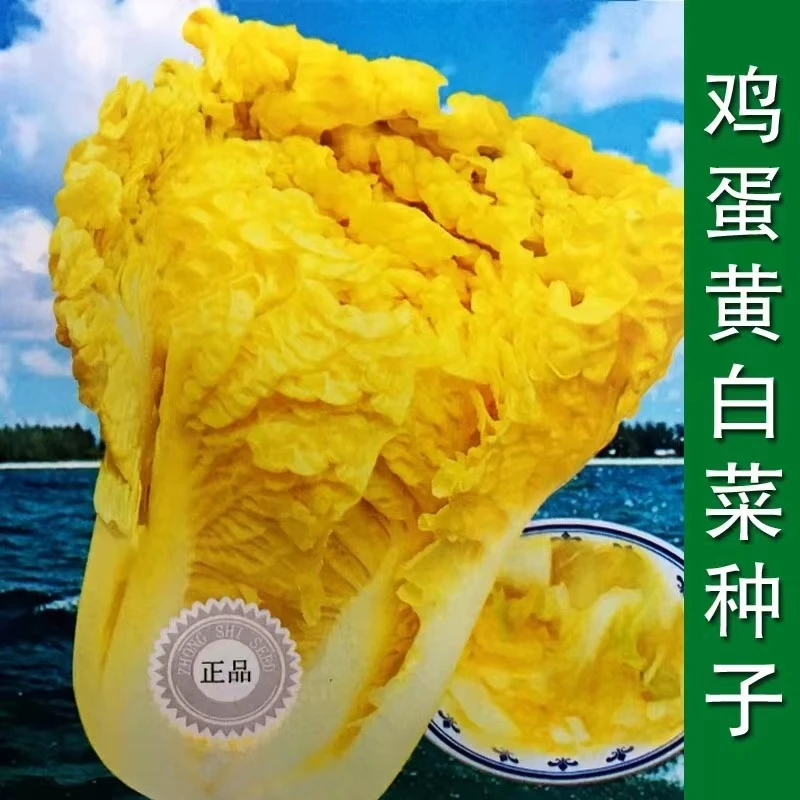 鸡蛋黄色大白菜种狮头种子籽黄心黄芯种子蔬菜青菜四季秋季孑大全
