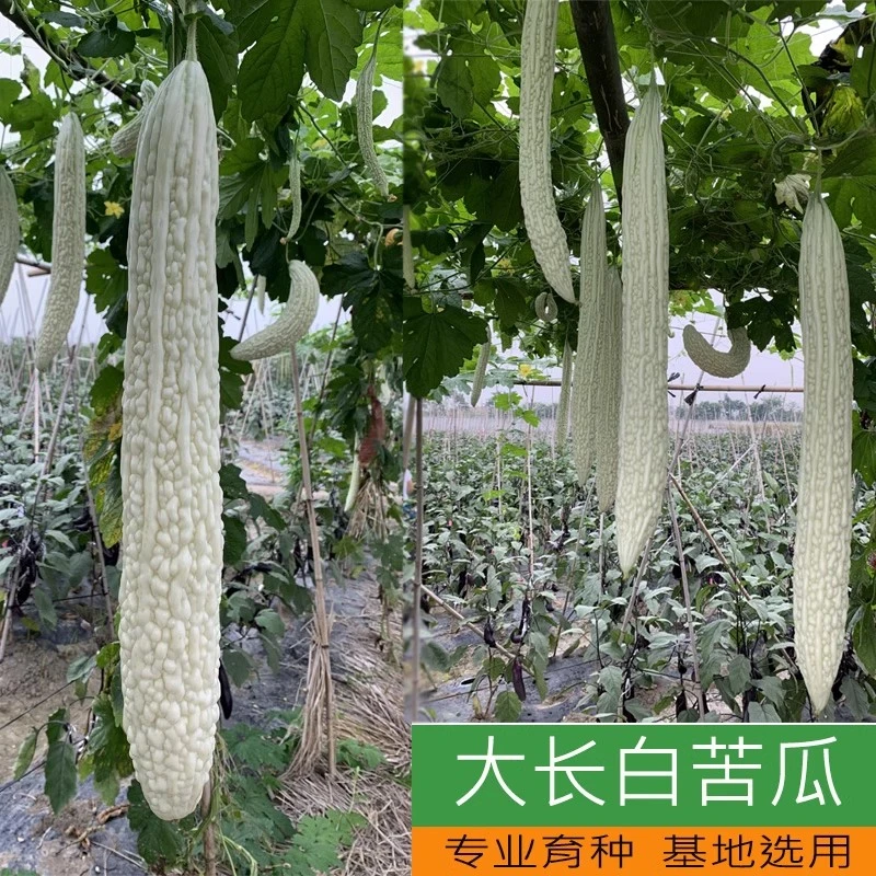 大长白苦瓜种子高产四季播盆栽蔬菜长绿疙瘩特大长白苦瓜种籽精品
