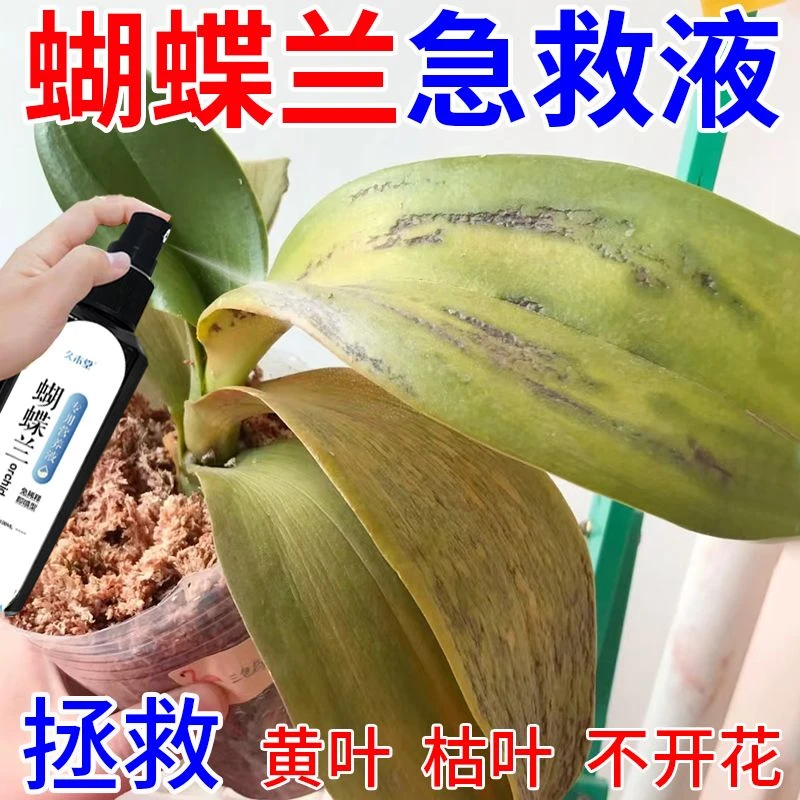 叶】蝴蝶兰营养液烂根腐根黄叶不开花防病害专用液体肥料植物花卉