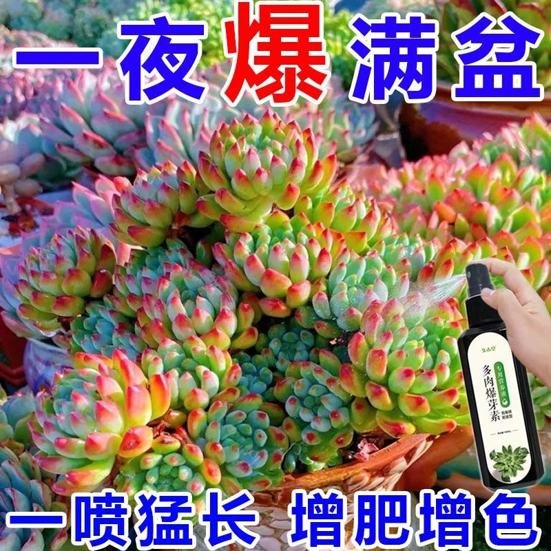养多肉神器免稀释催芽素增肥增色防掉叶烂根营养液