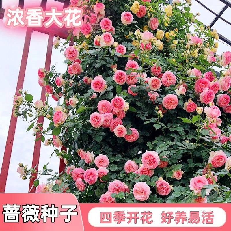 爬藤蔷薇花种子四季开花重瓣庭院阳台盆栽爬藤植物玫瑰花卉种子