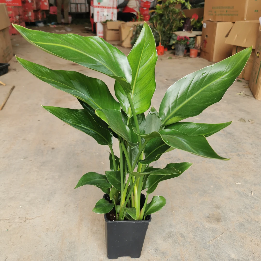 方杯天堂鸟花边盆栽室内客厅绿植好养活