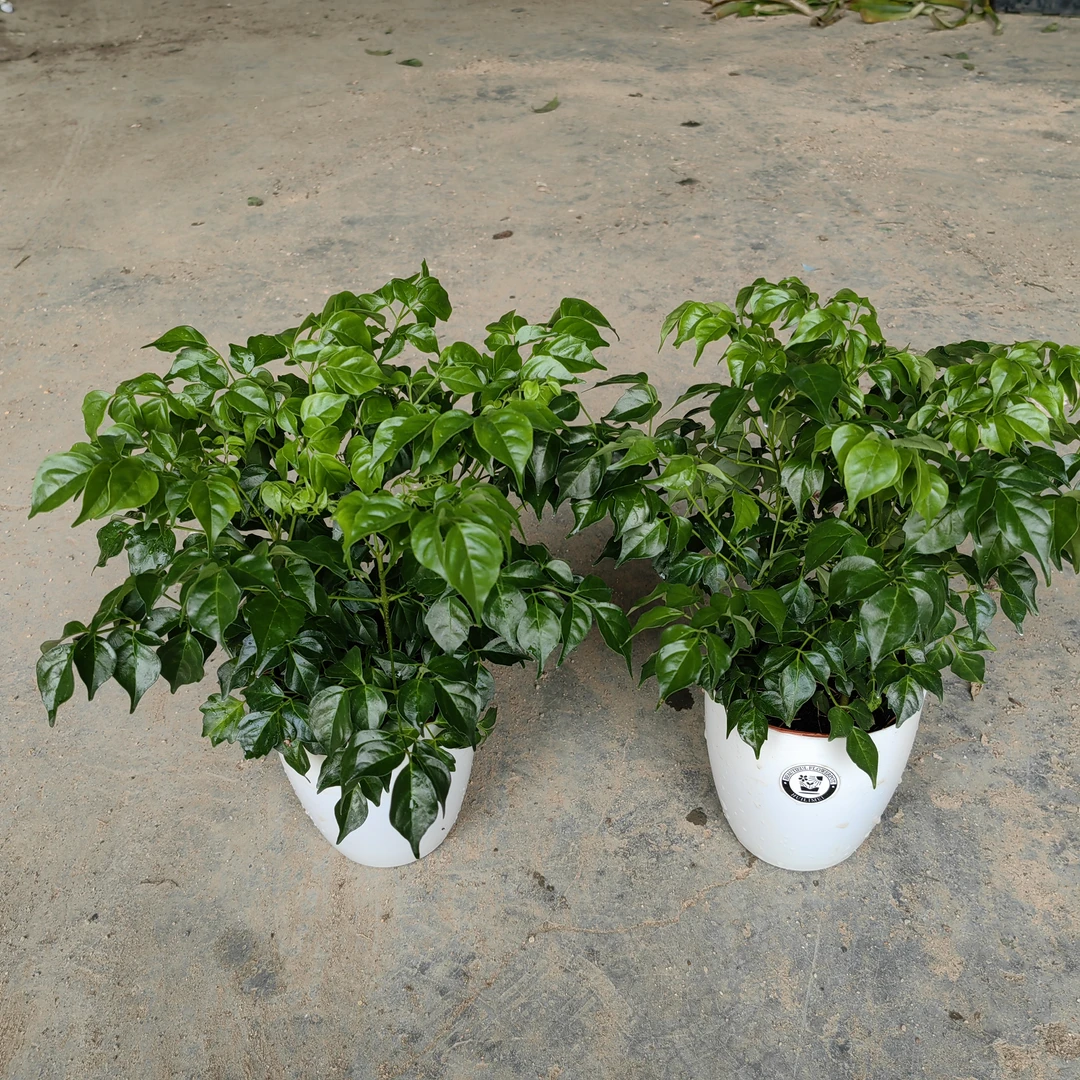 幸福树盆栽送恐龙树脂储水盆植物四季常青