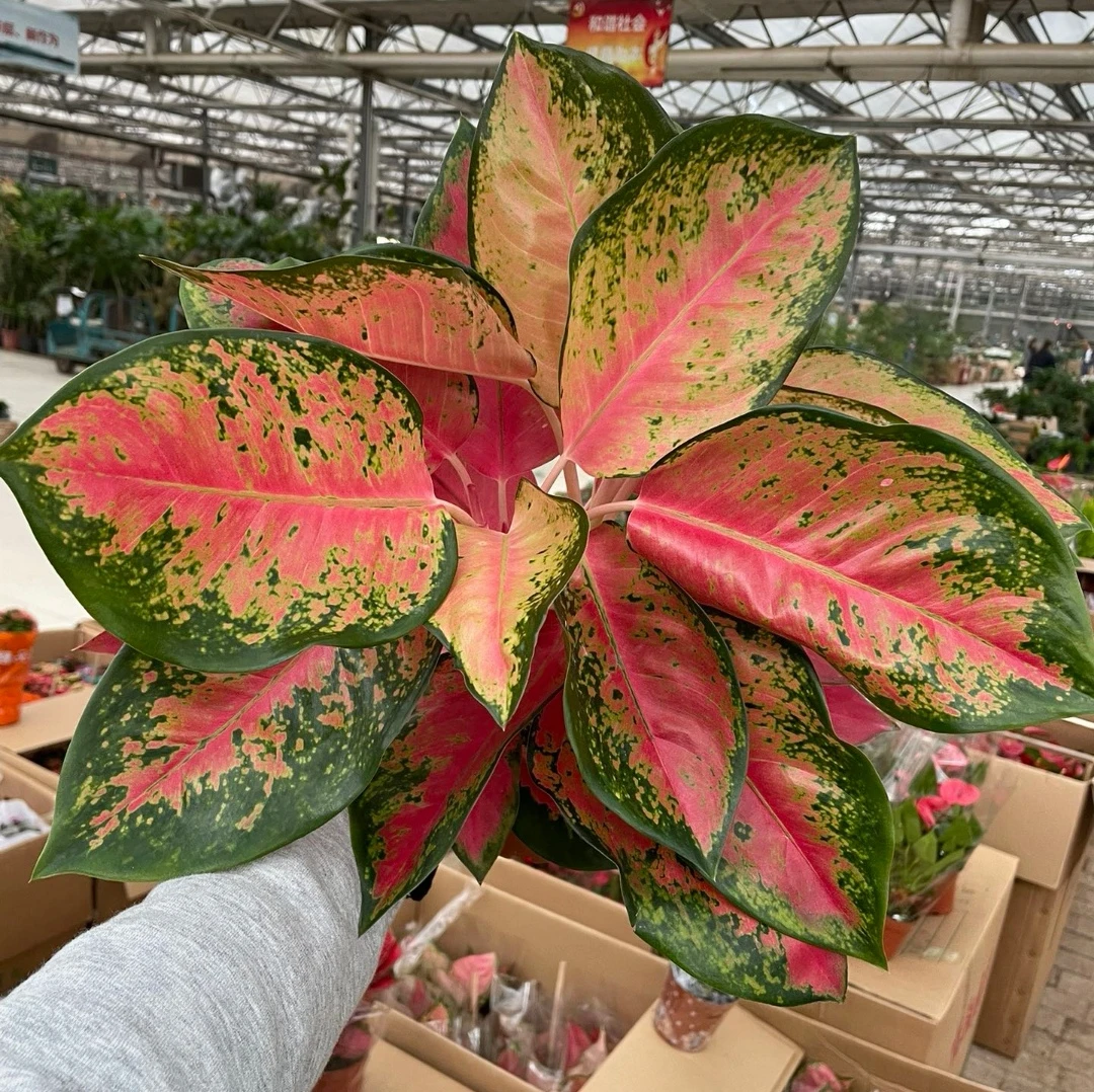 140双株中国红室内盆栽净化空气好养活