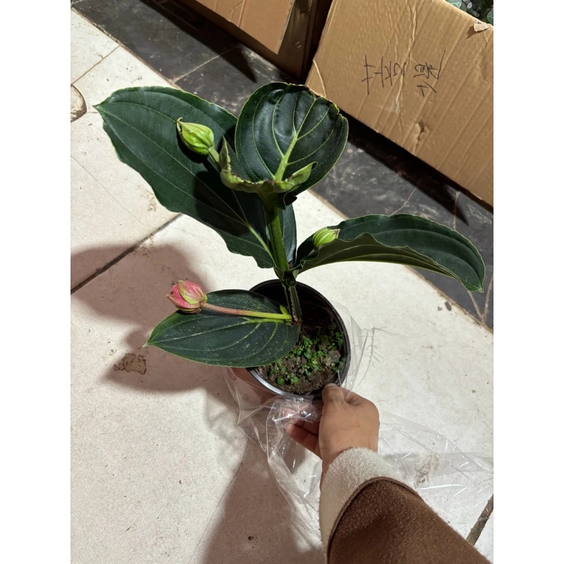 宝莲灯盆栽室内养护