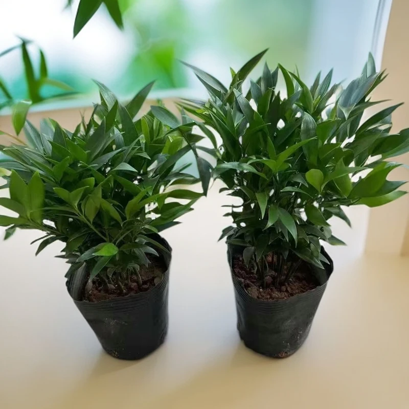 旺财竹竹柏室内绿植盆栽寓意吉祥