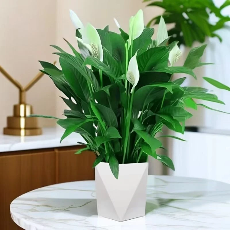 【安集花坊】白掌一帆风顺盆栽绿植大盆水培土培净化空气客厅办公室