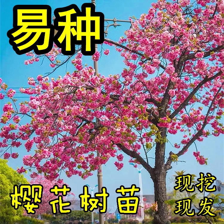 樱花树苗 庭院别墅绿化植物花卉苗木四季珍贵名贵风景树北方耐寒