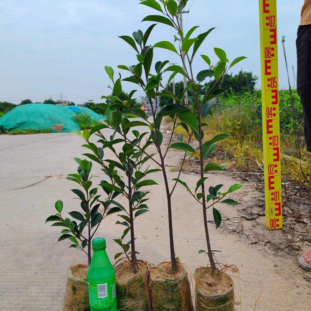 榕树小叶榕正宗原生实子苗带原土叶片气根榕独木成林四季常青绿植