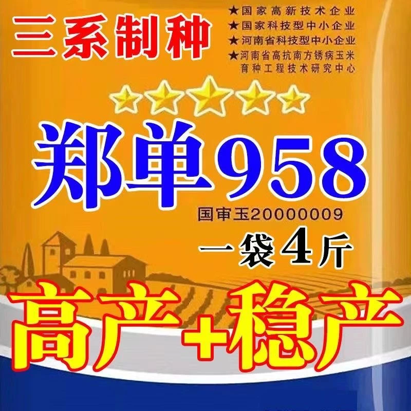 国审玉米种子郑单958大高抗倒伏抗旱春播夏播矮杆春季玉米农科院