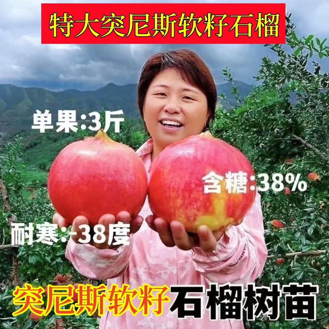 农词红宝石软籽石榴树苗带土带盆南北方种植盆栽庭院地栽