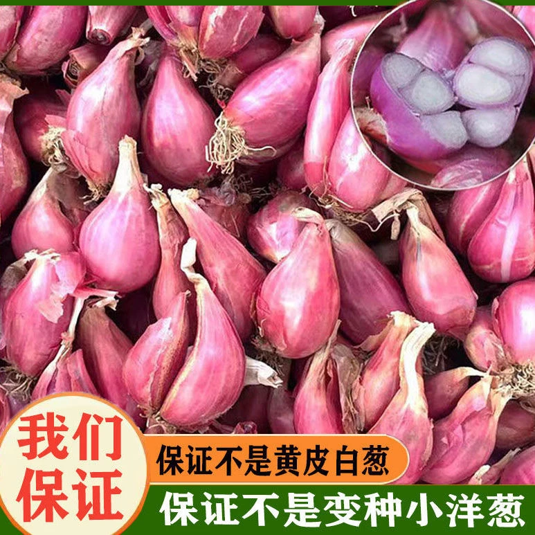 广东红葱头干葱头四川火葱四季葱批发熬葱油食用葱头新鲜好吃