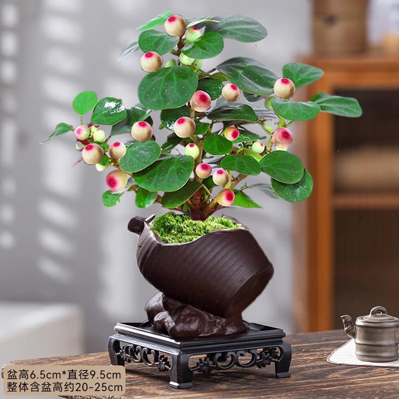 小盼菩提盆栽植物好养易活菩提树盆景带果中式禅意小绿植室内花卉