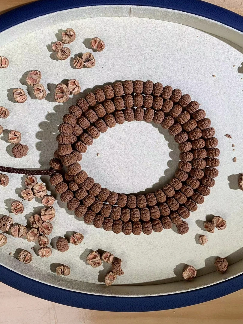小金刚麒麟纯血老树王（原生态）