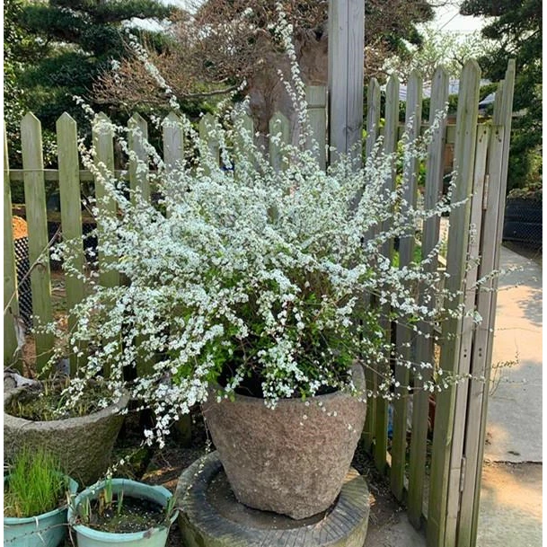 多年生春季喷雪花苗雪柳植物阳台珍珠梅绣线菊雪大阳台庭院耐寒