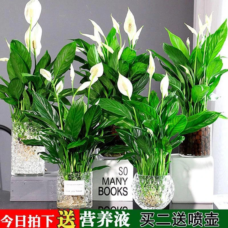 白掌盆栽一帆风顺带花水培植物办公室四季内花卉好水养的绿植红掌