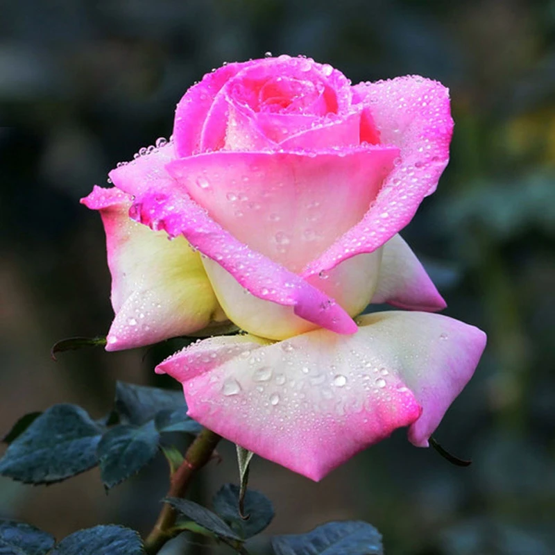 四季大花浓香品种月季花苗摩纳哥公主复色茶香抗病强阳台花园植物