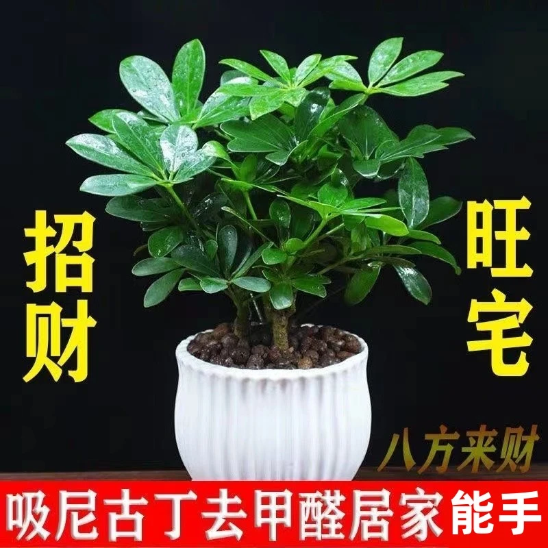 八方来财鸭脚木四季常青室内阳台桌面绿植盆栽花卉发财树苗七叶莲