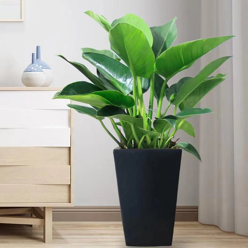 四季常青绿公主盆栽大型绿植盆栽室内电视柜吸甲醛净化空气好养