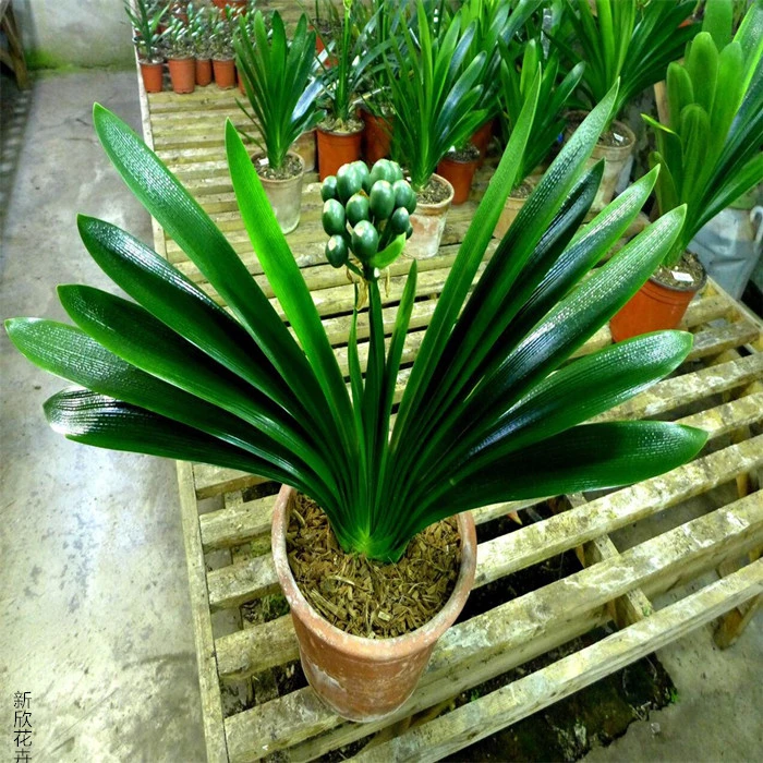 君子兰苗精品盆栽花卉可摆放室内阳台净化空气四季常开不断好养活