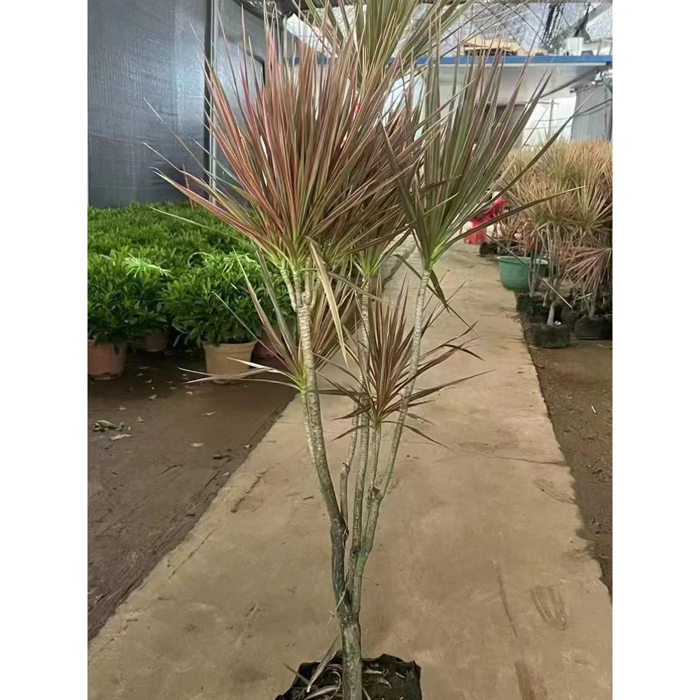 七彩铁千年木盆栽大型室内客厅庭院观叶三色绿植好养植物耐旱易活