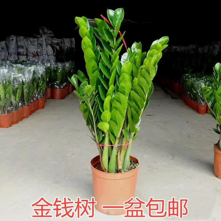 金钱树大盆栽植物钱串子客厅室内招财绿植四季常青净化空气发财树