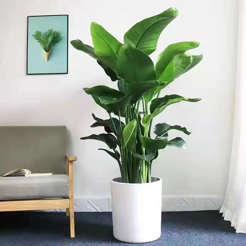 天堂鸟盆栽客厅办公室内大型绿植四季花卉大叶植物新房家用吸甲醛