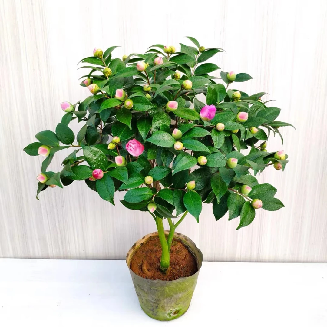 香妃山茶花盆栽带花苞五色赤丹花卉植物室内好养茶花树苗四季开花