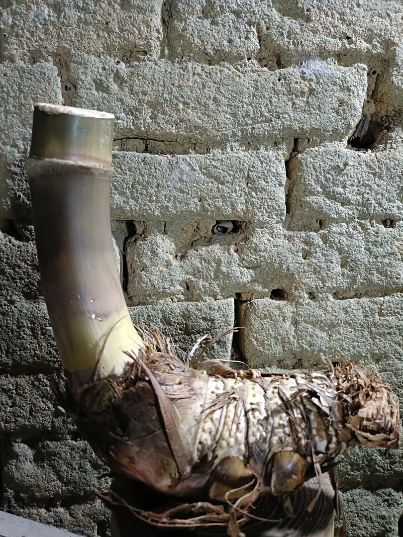 桃金娘带果熟桩，下山生桩