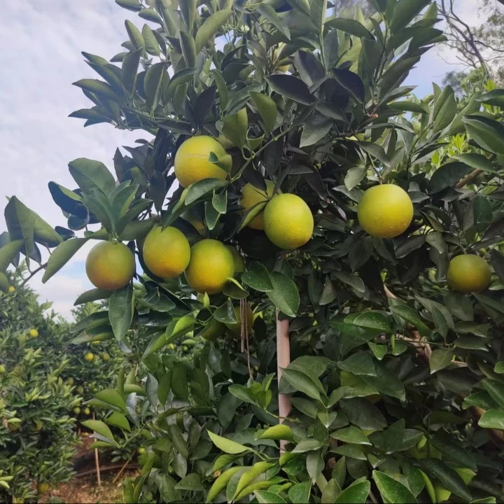鑫腾土特产   晨～啤     非香菇