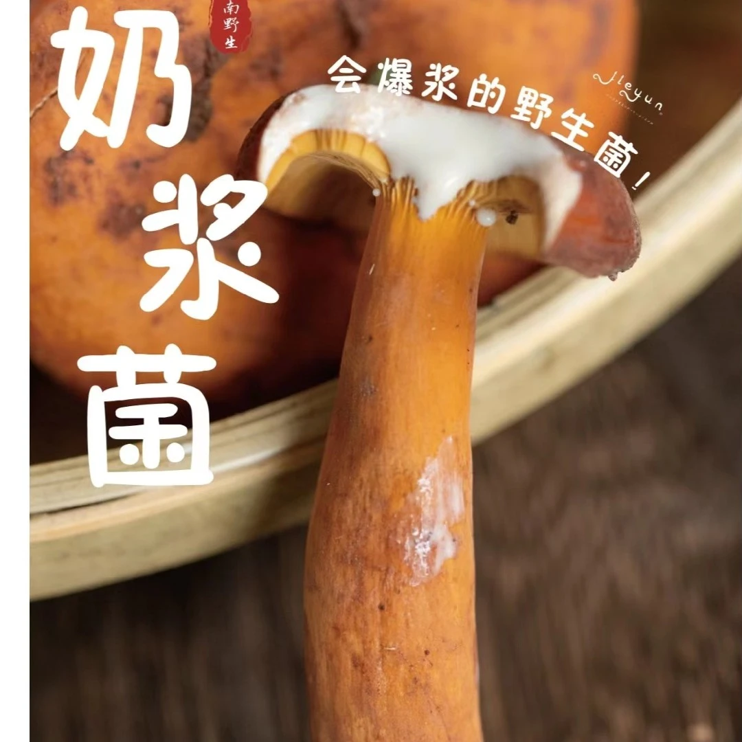 （云小菇）奶浆菌云南野生菌菌菇菌类500g