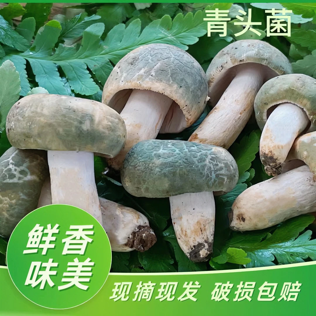 【云小菇】云南新鲜野生青头菌云南特产云南野生菌500克-1000克