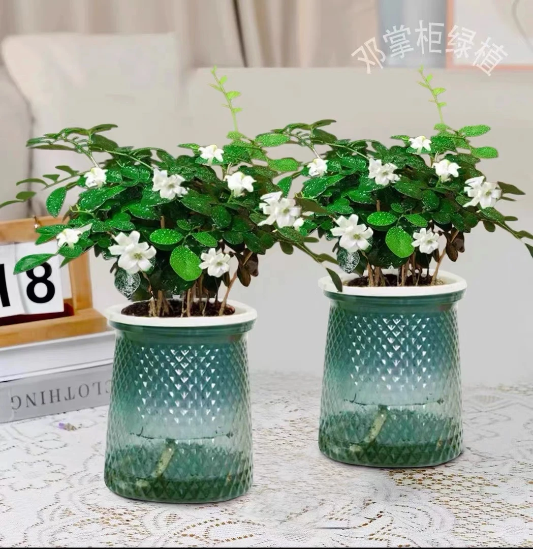 【买一送一】九里香驱蚊浪漫七夕植物观叶花卉绿植办公室开花飘香TM