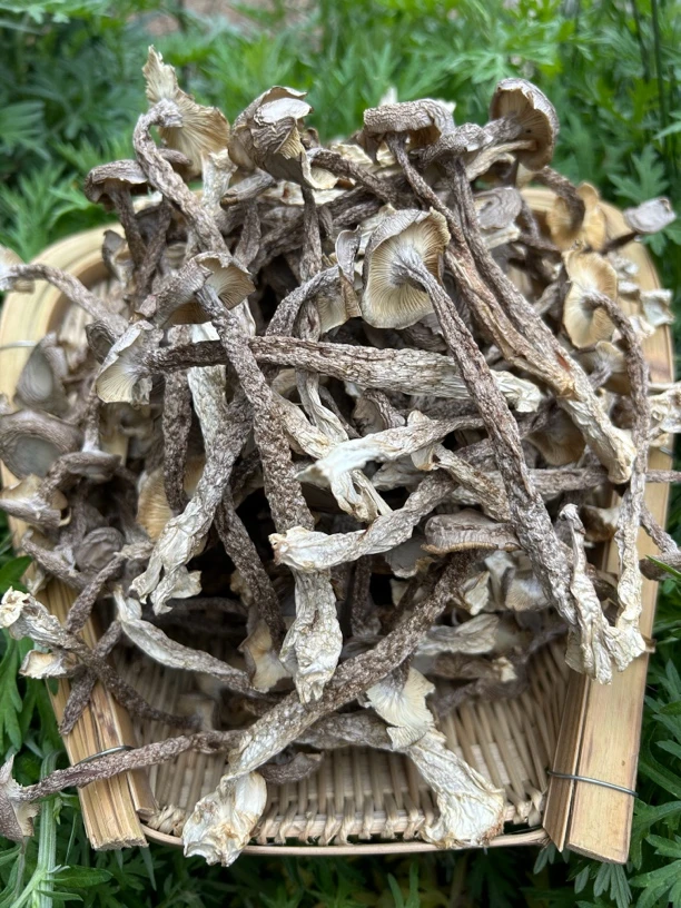【高山鹿茸菇】干货农家特产无硫 香脆可口营养煲汤