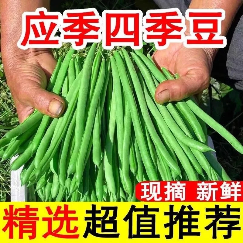 「现货」云南四季豆新鲜豆角无筋豆扁豆现摘脆嫩豆角新鲜现发