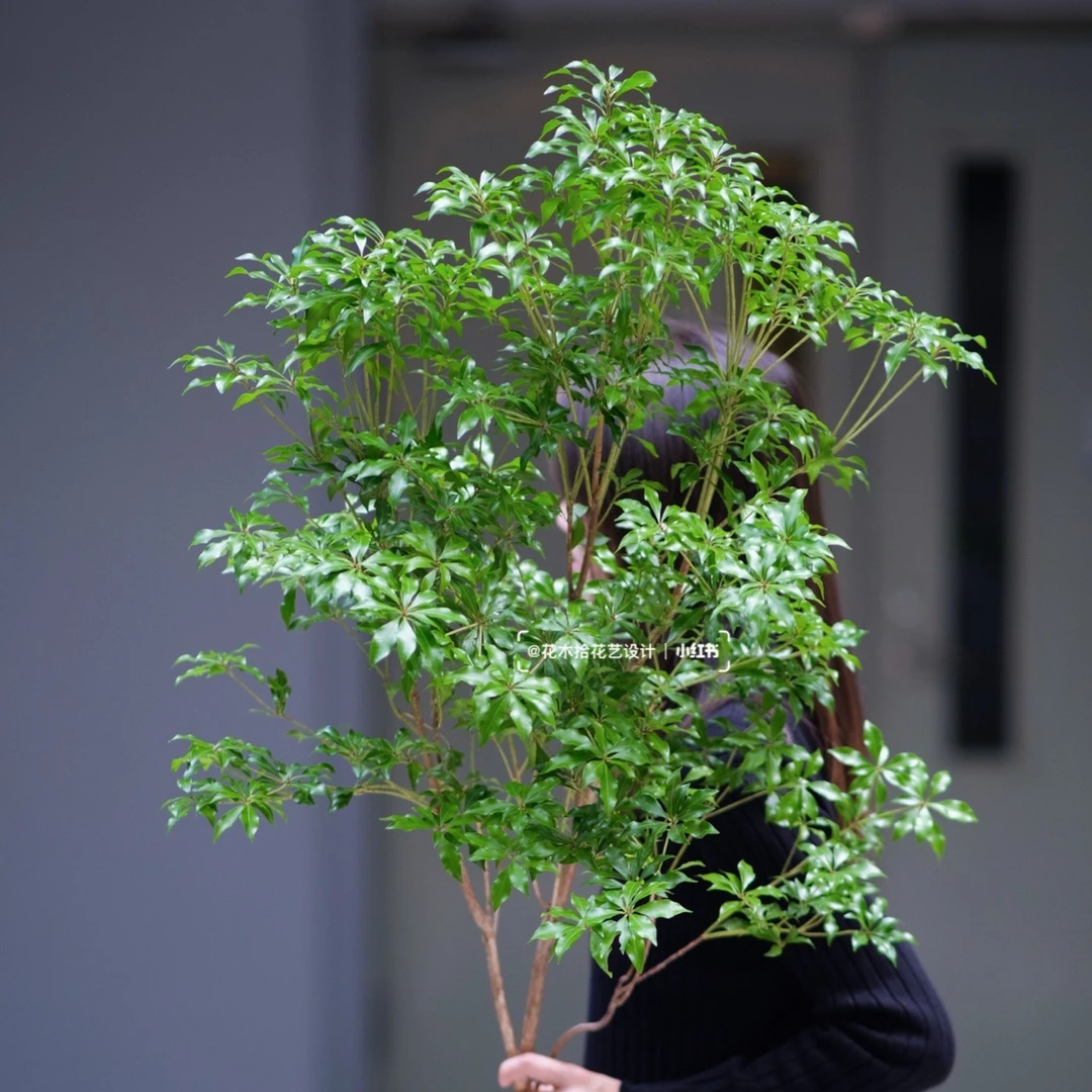 【花荣月夏】进口马醉木室内高端水培鲜切绿植室内居家小森林花期长