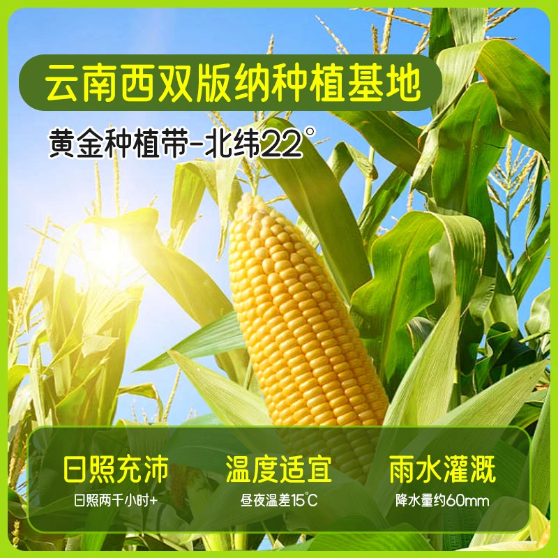 【脆甜爆汁】云南新鲜金银水果玉米甜玉米颗粒饱满香甜脆嫩即食玉米