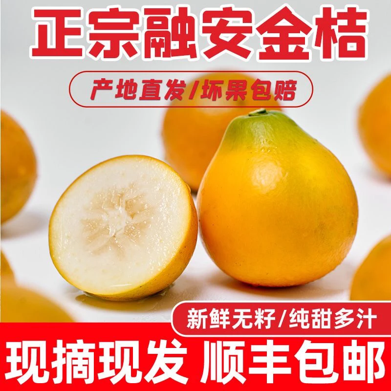 广西融安脆蜜金桔第三代脆蜜金柑新鲜水果金桔金柑顺丰包邮中大果