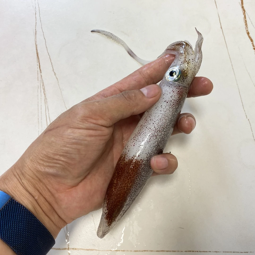 海钓小管鱿鱼3盒 灯捕小管 笔管 脆管小火箭鱿鱼本港吹筒灯管海鲜