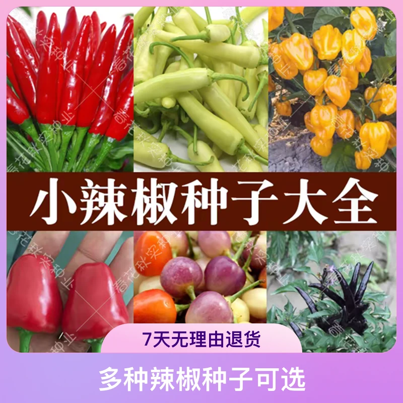 【辣椒种子合集】蔬果种子朝天椒五彩椒盆栽辣椒种籽辣味足螺丝椒