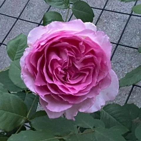 爬藤【罗衣】精品大苗大花浓香 阳台庭院花墙拱门 四季开花无刺