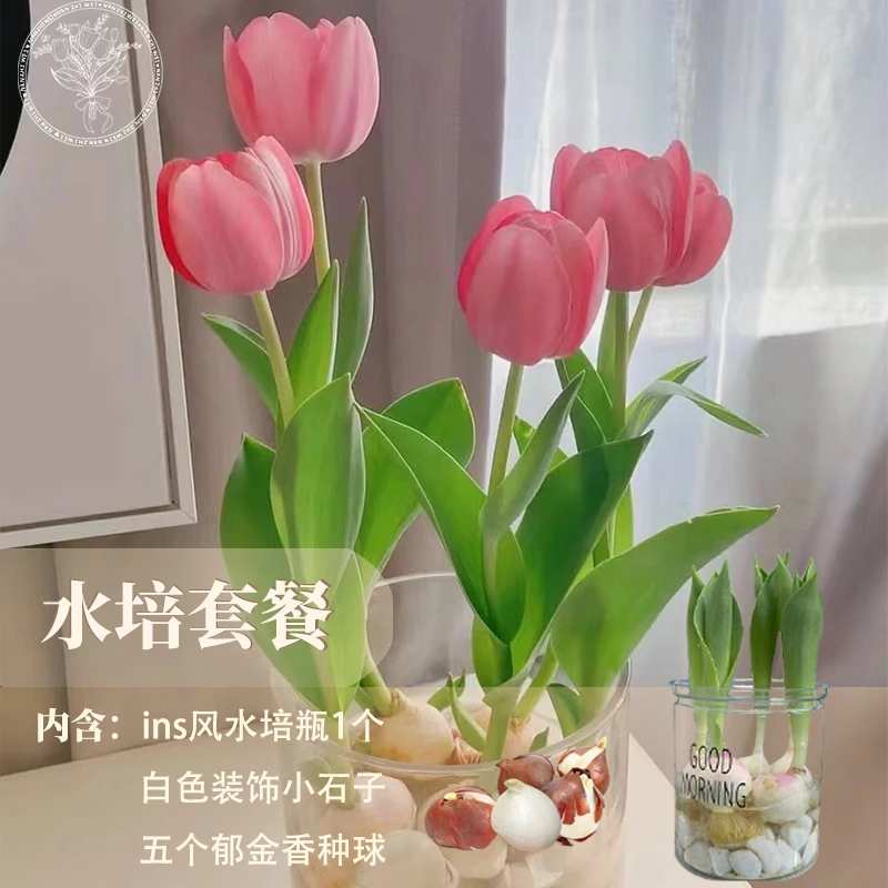 【水培套餐】荷兰进口郁金香种球新手好养水培郁金香水培郁金香种球