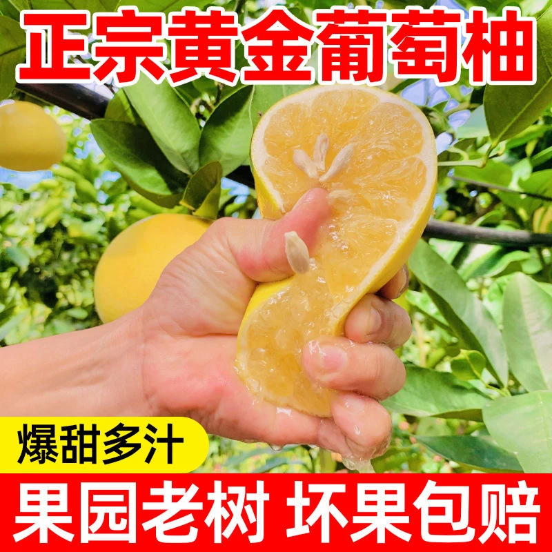 【精选】正宗福建黄金爆汁清甜葡萄柚甜新鲜当季时令柚子水果4.8斤